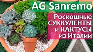 AG Sanremo| Роскошные суккуленты и раритетные кактусы из Италии