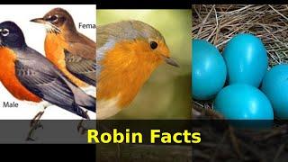 Robin Facts | Fun Facts About the American Robin