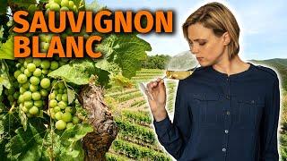 Wine Grapes 101: SAUVIGNON BLANC