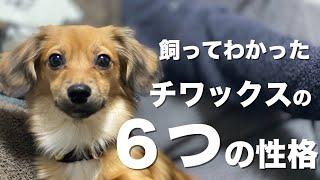 MIX犬チワックス、飼ってわかった6つの性格