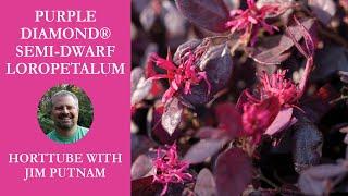 All About Purple Diamond® Loropetalum