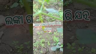 #how to care chilli plant#chilli plant#my garden#nature#ytshorts #