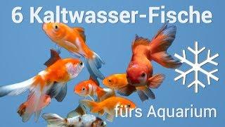 6 Fische fürs Kaltwasseraquarium 