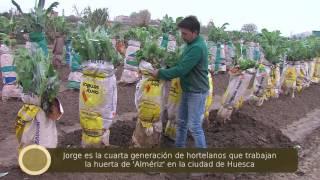 1 Cardo, huerta tradicional aragonesa