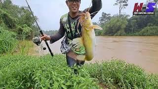 Mancing ikan baung kuning | umpan usus ayam #wms-199