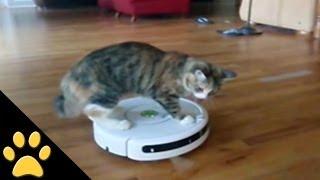 Roomba Cats: Compilation