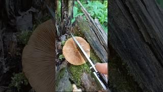 Двухэтажный дом Опёнка летнего Kuehnerómyces mutábilis #шортс #опёноклетний #опята #mushroom #грибы