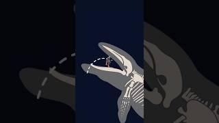 What Would Happen If You Were Swallowed By A Whale #Shorts (Hindi)