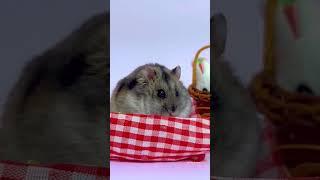 Cute chubby hamster  #pet #hamsters