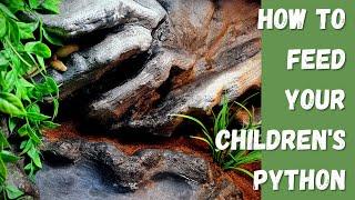 How to feed your Children's Python! Info you need to know!