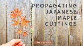Propagate Japanese Maple from Cuttings (Step by step)