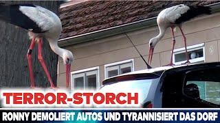 Terror-Storch „Ronny“ demoliert Autos und tyrannisiert das ganze Dorf