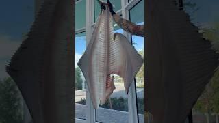 Halibut! In celebration of just landing in San Diego for a week of fishing and filleting  #halibut
