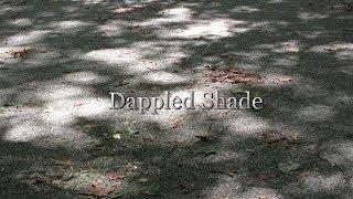 Quick Tip 123 - Dappled Shade