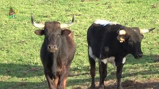 O gado bravo de Francisco Sousa e Ribeiro da Silva