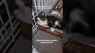 Котёнок из приюта месяц ждёт что его заберут домой...Но чуда не получается|Кошечка Майя ждет хозяина