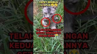 Kasihan Banget Liat Kucing Ini #shorts #kucing #kucingterlantar