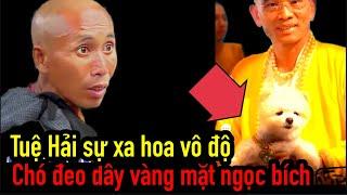 397 Tuệ Hải sự xa hoa vô độ, cho cún đeo dây vàng mặt ngọc bích