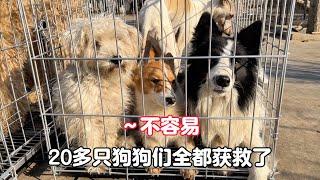 The dogs that were almost slaughtered at the door of the dog meat restaurant were finally rescued