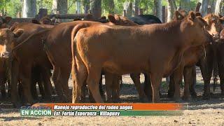 Manejo reproductivo del angus en Fortín Esperanza  - Alcides Bogado