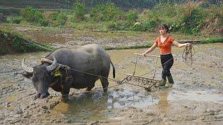 How To Harrow Primitive Fields With Buffalo, Spring Rice Planting | Free Bushcraft, Ep117