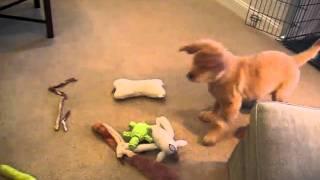 Golden Retriever Puppy - playing with ice cube