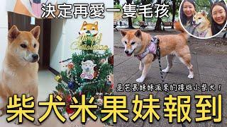 柴犬米果妹報到是芒果妹妹派來的接班小柴犬｜走出傷痛決定再愛一隻毛孩｜領養代替購買｜終養不棄養｜芒果這一家