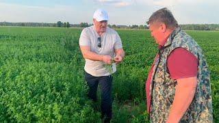 Лукашенко в поле: Вот это ромашка! // Президент на малой Родине!