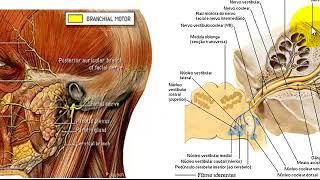 VÍDEO AULA DE NERVO FACIAL