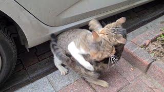 A Female Cat in Heat was Ambushed by dozens of Male Cats.