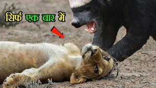 सिर्फ एक वार में this is why honey badgers are immortal animals ! Earth Adventure in Hindi