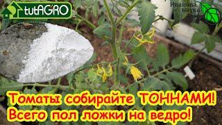 ПОДКОРМКА ТОМАТОВ ПОСЛЕ ВЫСАДКИ: моя секретная подкормка на вторую кисть. Кисти идут одна за одной.