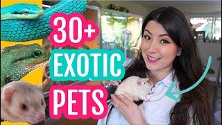 All of My Pets in ONE Video 2022 (I have over 30 pets!?)  | EMZOTIC