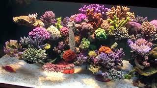 Robertus Reef at 6 months