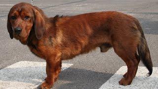 Alpine Dachsbracke