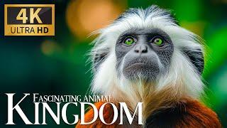 Fascinating Animal Kingdom 4K  Exquisite Forest Discovery with Smooth Piano Waves Peaceful