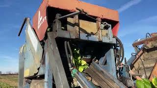 Harvesting Turnips with the Asa Lift Mechanical Root Digger