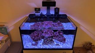 INNOVATIVE MARINE Lagoon 25 Reef Up and running, Mega quick cycle and first problem!!!