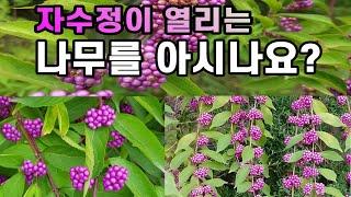 자수정이 열리는 나무를 아시나요