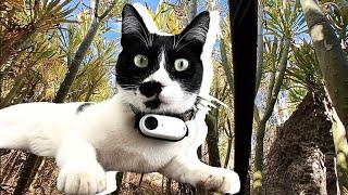 If Cats Could SPEAK: Cats With Cameras Share Their World With Us (Negrito's Adventure)
