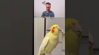 A parrot recitation quran#quran tilawat#muslim#islam#trending shorts