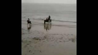 Horses Jumping on the Beach