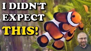 My Clownfish Have A MASSIVE SURPRISE | Planted Reef Tank