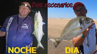 PESCA SURFCASTING NOCHE A POR ANCHOVAS Y DE DIA A POR DORADAS