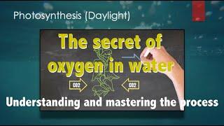 Photosynthesis in submerged aquatic plants - oxygen for ponds and tanks