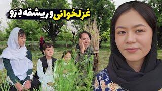 آشار ریشقه دِرَو و غزلخوانی حیدری با شکیلا و نازنین در منطقه قره | Harvesting grass in Jaghori