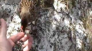 Perdrix apprivoiser a Fernand ( coco mange )