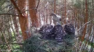 Nido de Azor (Accipiter gentilis) en Estonia / Nest of Goshawk (Accipiter gentilis) in Estonia