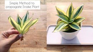 How to Propagate Snake Plant (Sansevieria) | Simple method