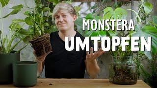 Monstera deliciosa umtopfen: WARUM, Wann & Wie? 